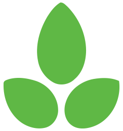 chickpea